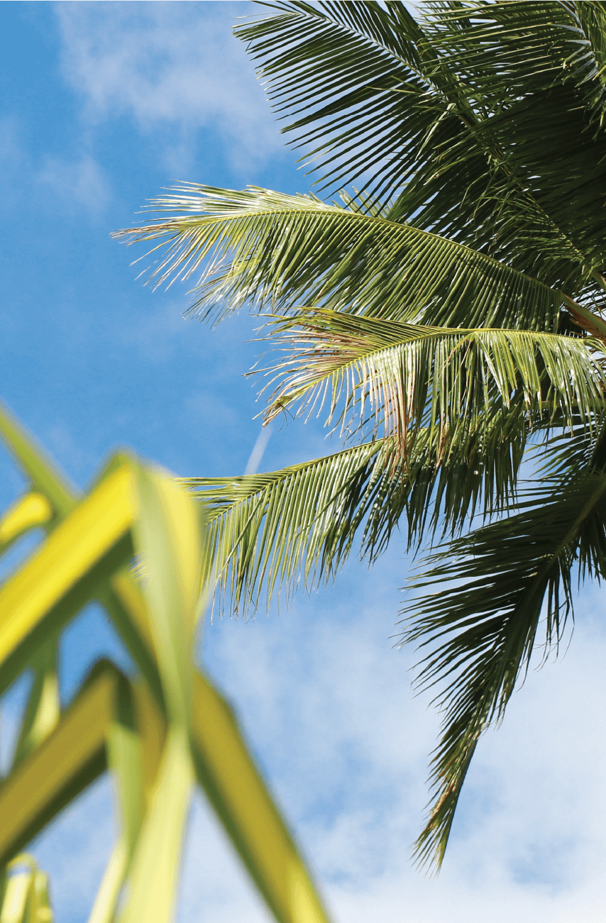 palm tree